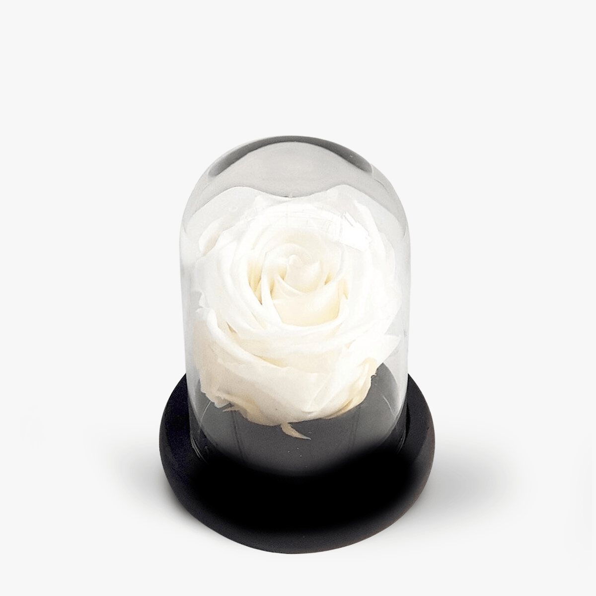 Trandafir criogerat alb in mini cupola - Standard